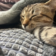 キジトラくん♂