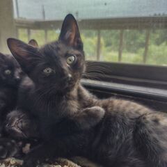 子猫の里親募集