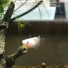 🉐🧚エンゼルダルマめだか🐟針子20匹