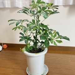 カポック　斑入りと普通　65センチ　観葉植物