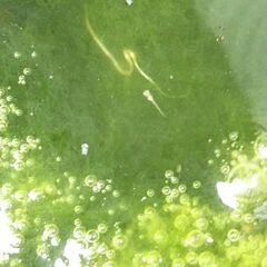 メダカの稚魚のみ1匹50円