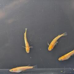 ローズジュエル　メダカ4匹の画像