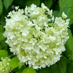 アナベルの切花の画像