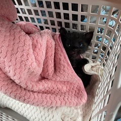 ありがとうございます。すべて譲渡先が決まりました。このページは2...
