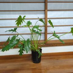 高さ70センチ　観葉植物