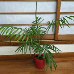 テーブルヤシ　高さ50センチ　観葉植物