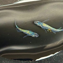 メダカ　夜桜ブルー　ロングフィンの卵　30個 めだか