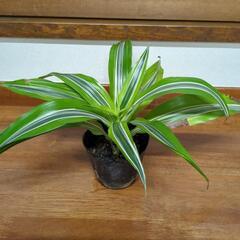 セール品◆高さ20センチ　観葉植物