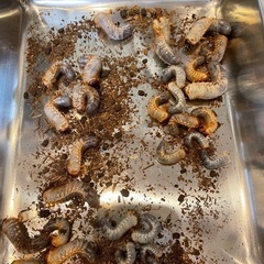 国産カブトムシ オス、メス譲ります‼️の画像