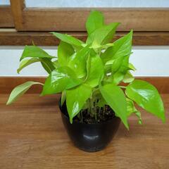 ポトスライム　30センチ　観葉植物