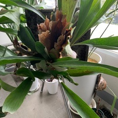 観葉植物　大型ビカクシダ　ビフルカツム　クランプ　希少コンクリー...