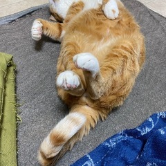 音楽🎶と猫🐈