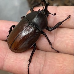 【江戸川区 葛西】6月羽化！新成虫！国産カブトムシ ♂ 単品