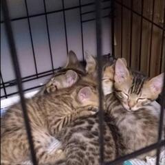 ベンガルっぽい猫ちゃん