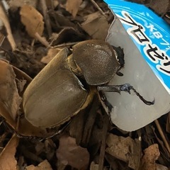 【江戸川区 葛西】6月羽化！新成虫！国産カブトムシ ︎︎ ♀ 単品