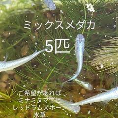 ⑦ミックスメダカ　めだか