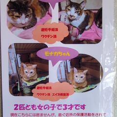 ３才女の子２匹姉妹