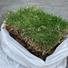 ティフトン芝 サッカー場ゴルフ場採用の芝生20×20cmの画像