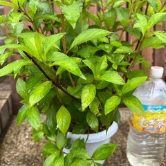 【お取引中】②紫陽花ラグランジア