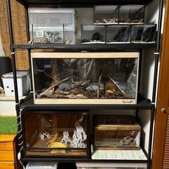 問い合わせ多数につき順次対応中
【大至急】 飼育用品等