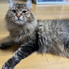 里親募集！！