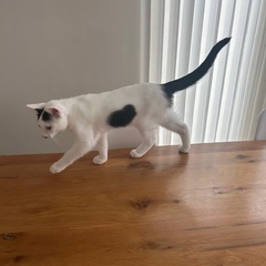 ハート柄の男の子🐈 - 由利本荘市