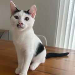 ハート柄の男の子🐈