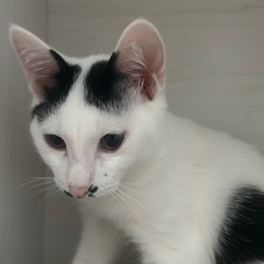 ハート柄の男の子🐈 − 秋田県