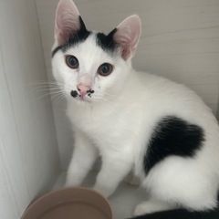 ハート柄の男の子🐈 - 猫
