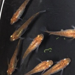 めだか/安房錦メダカの針子の画像
