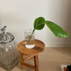 ③観葉植物　フィカス アルテシーマ　