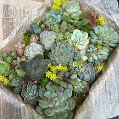 多肉植物　チビ苗詰合せ 寄せ植えセット