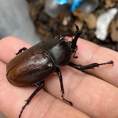 カブトムシ ペア