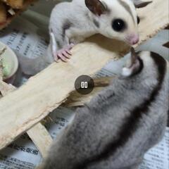 フクロモモンガの赤ちゃん（現在ノーマルのみ募集）