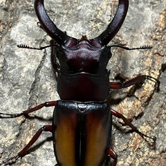 パリーフタマタ　エロントゥス　成虫ペア