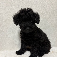 ミックス犬　シュナプー