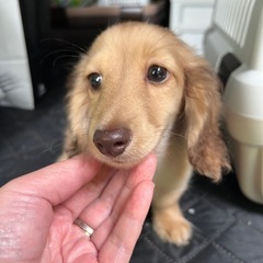 ダックス　男の子