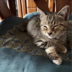 里親さん募集してます - 猫