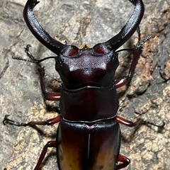 パリーフタマタ　エロンガトゥス　成虫ペア