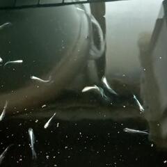 若魚　青蝶メダカ卵+3点セット　21日削除