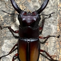 パリーフタマタクワガタ　エロンガトゥス　成虫ペア