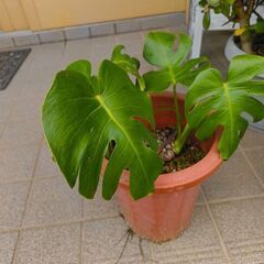 モンステラ
