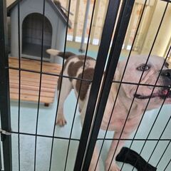 ブルミックス☆2才11ヶ月☆里親募集中 - 犬