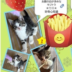 4匹の里親様決定致しました！有難うございましま🌺