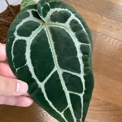 アンスリウム　ミシェルの画像