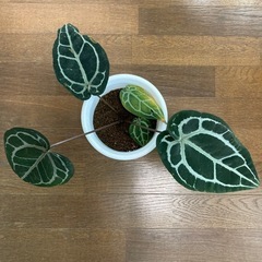 アンスリウム　ミシェル