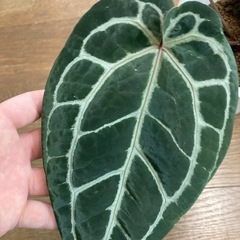 アンスリウム　ミシェルの画像