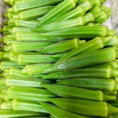 毎日新鮮採れたてオクラ50本500円！の画像
