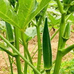 毎日新鮮採れたてオクラ50本500円！の画像