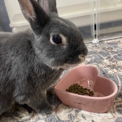 猫ちゃん•うさぎちゃん専門のペットシッターです🩷サービス対象地域は東久留米、西東京、及びその近郊 - 東久留米市